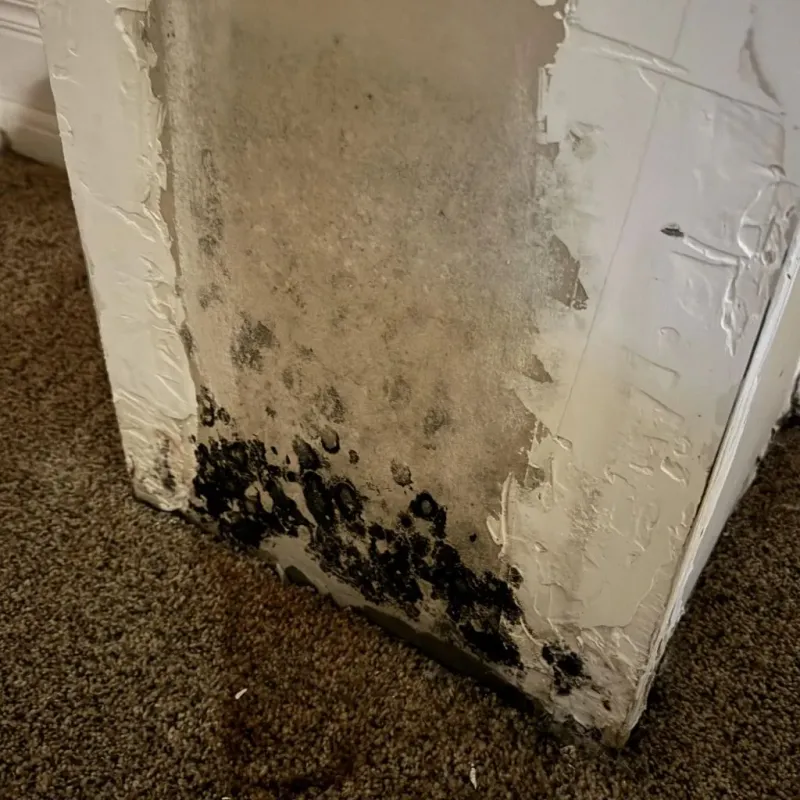 Professional Mold Removal in Fairfax, OH